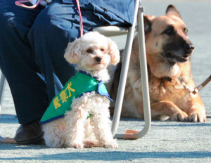 1番好きな犬の種類教えて