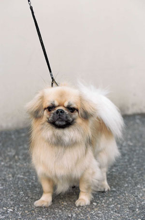 1番好きな犬の種類教えて