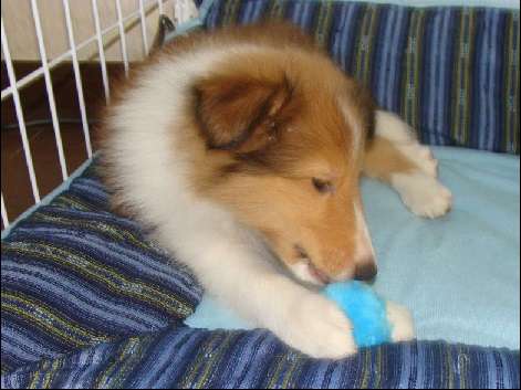 1番好きな犬の種類教えて