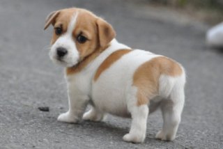 1番好きな犬の種類教えて