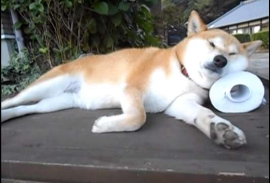 1番好きな犬の種類教えて