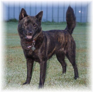 1番好きな犬の種類教えて