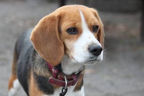 1番好きな犬の種類教えて