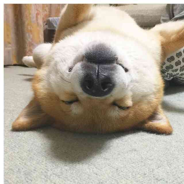 1番好きな犬の種類教えて