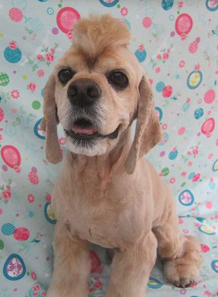 1番好きな犬の種類教えて