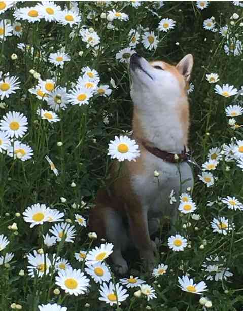 1番好きな犬の種類教えて