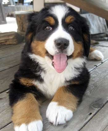 1番好きな犬の種類教えて