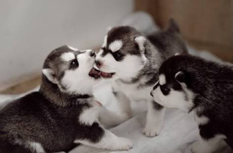 1番好きな犬の種類教えて