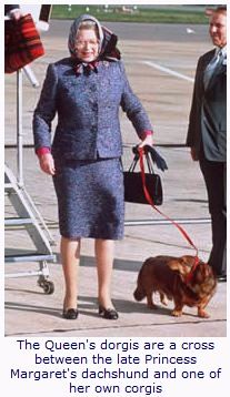 1番好きな犬の種類教えて