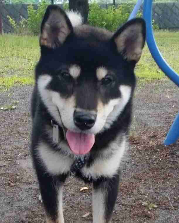 1番好きな犬の種類教えて