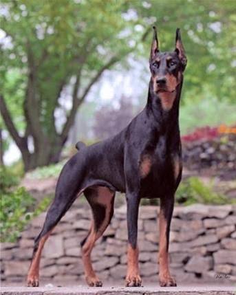 1番好きな犬の種類教えて