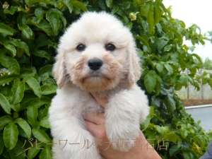 1番好きな犬の種類教えて