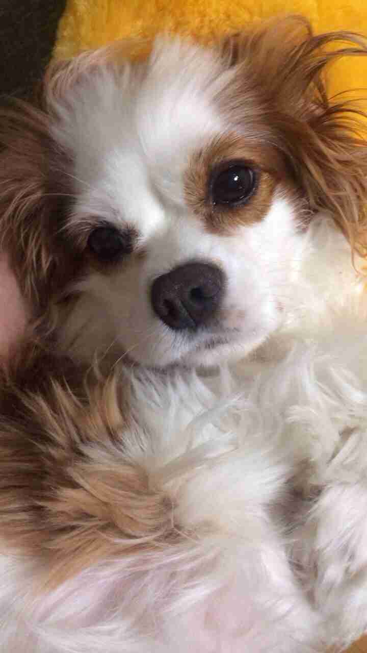 1番好きな犬の種類教えて