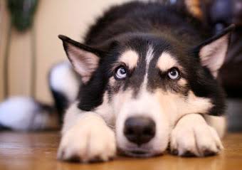 1番好きな犬の種類教えて