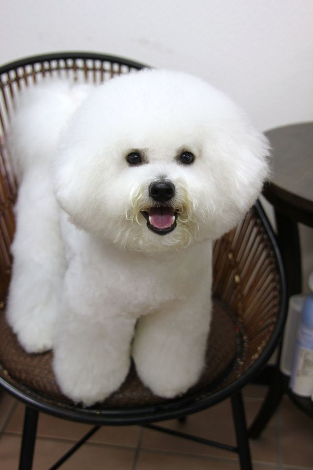 1番好きな犬の種類教えて