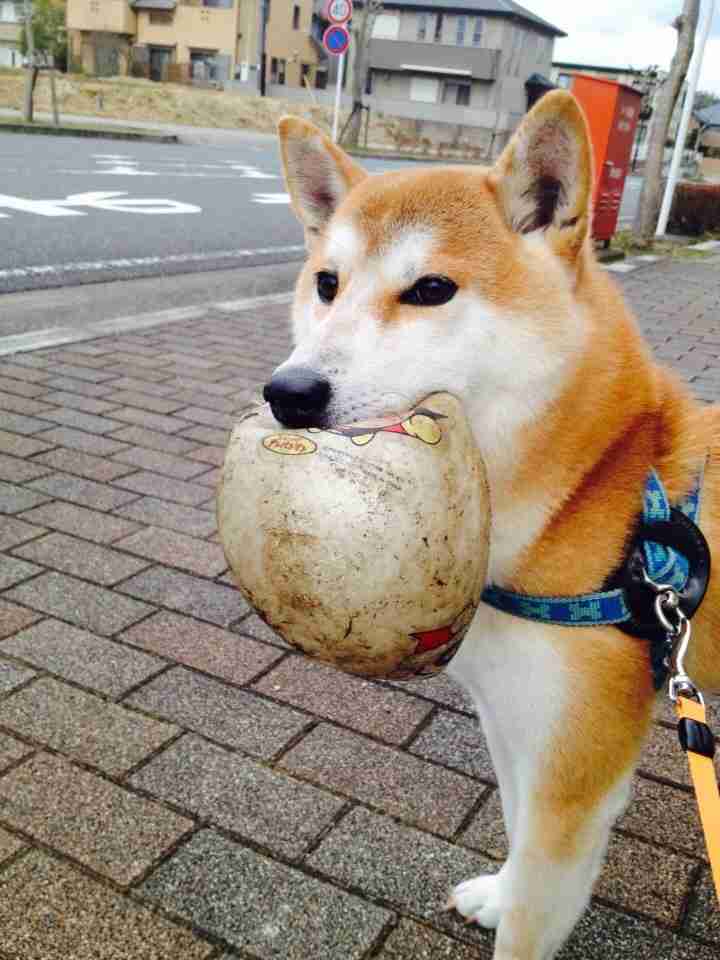 1番好きな犬の種類教えて