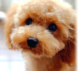 1番好きな犬の種類教えて