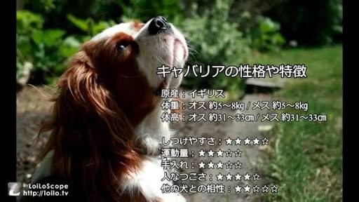 1番好きな犬の種類教えて