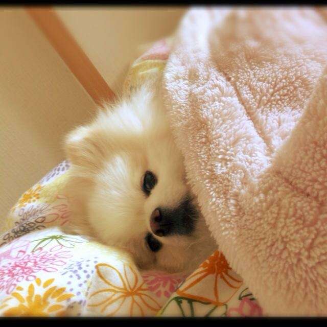 1番好きな犬の種類教えて