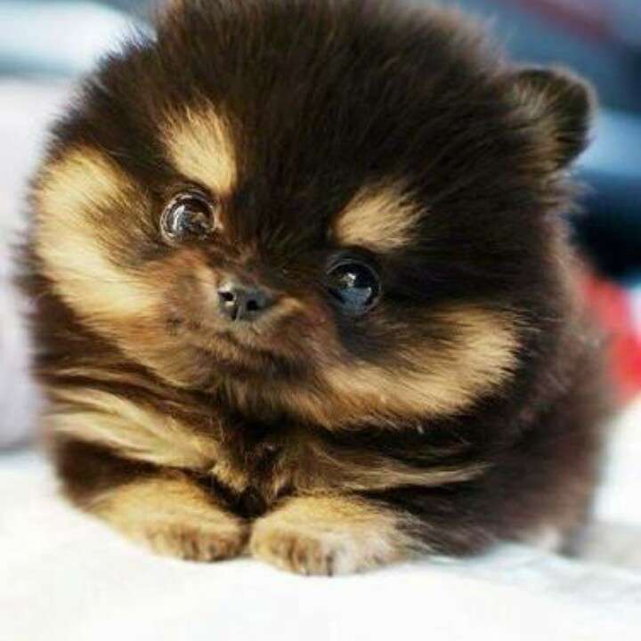 1番好きな犬の種類教えて