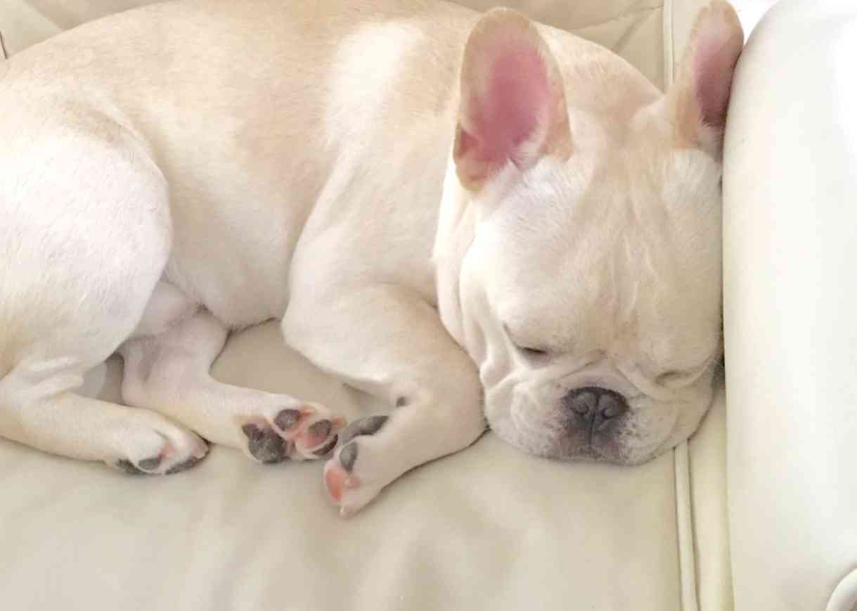 1番好きな犬の種類教えて