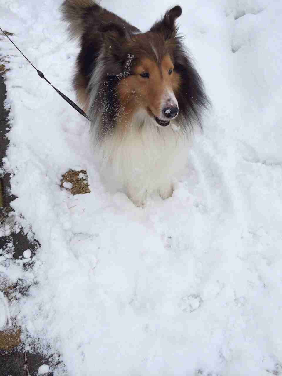 1番好きな犬の種類教えて