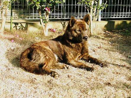 1番好きな犬の種類教えて