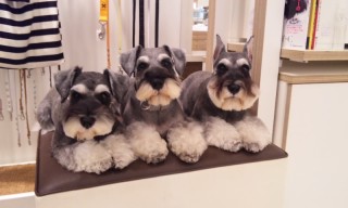 1番好きな犬の種類教えて