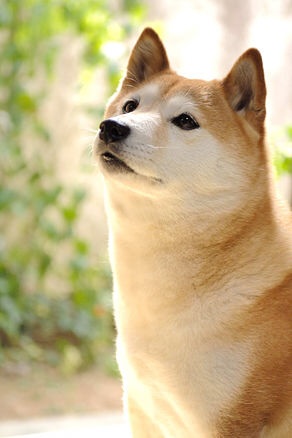 1番好きな犬の種類教えて