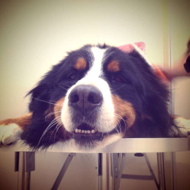 1番好きな犬の種類教えて