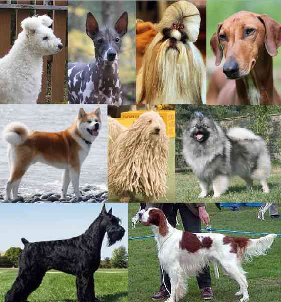 1番好きな犬の種類教えて