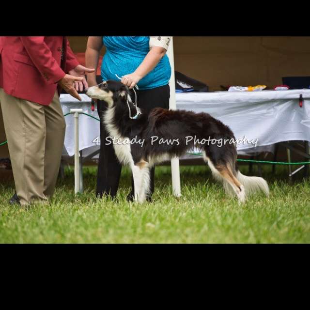 1番好きな犬の種類教えて