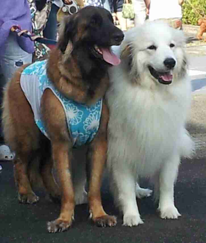 1番好きな犬の種類教えて