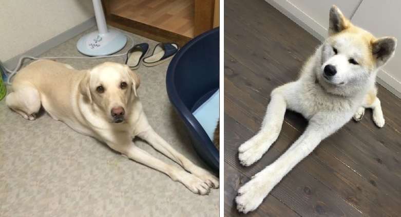 1番好きな犬の種類教えて