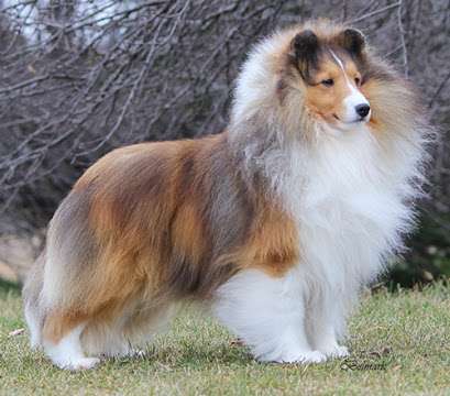 1番好きな犬の種類教えて