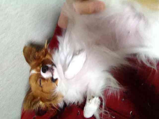 1番好きな犬の種類教えて