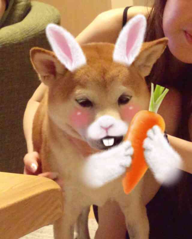 1番好きな犬の種類教えて