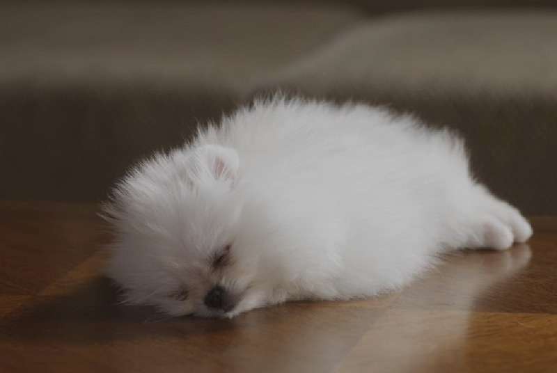 1番好きな犬の種類教えて