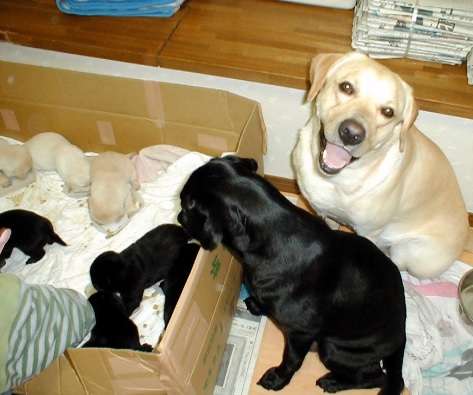 1番好きな犬の種類教えて