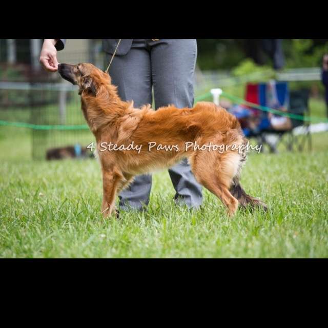 1番好きな犬の種類教えて