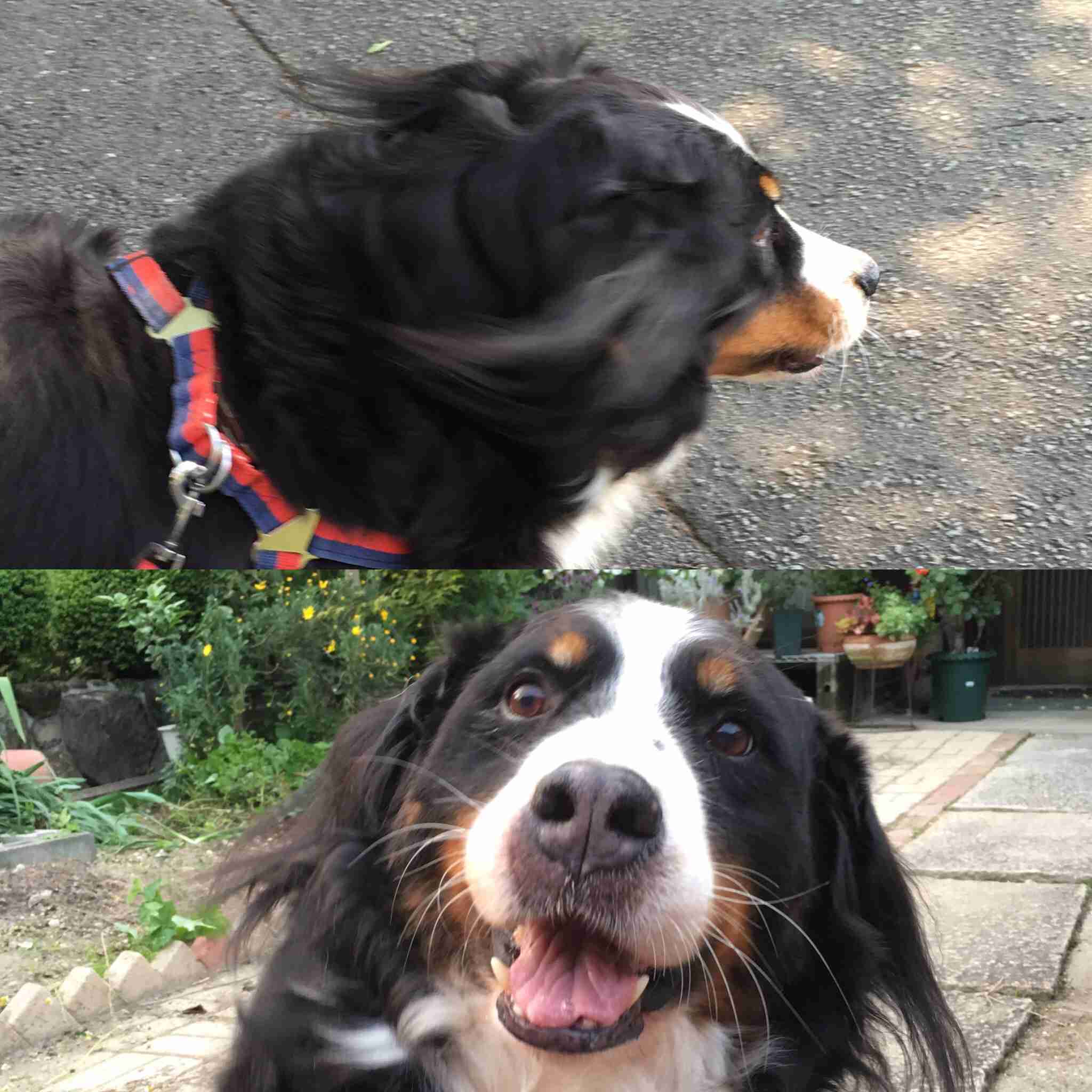 1番好きな犬の種類教えて