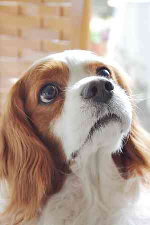 1番好きな犬の種類教えて