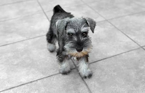 1番好きな犬の種類教えて