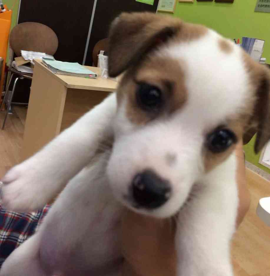 1番好きな犬の種類教えて