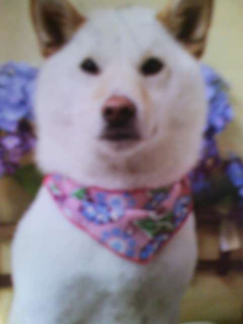 1番好きな犬の種類教えて