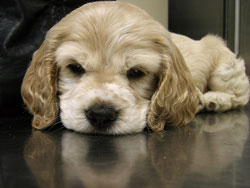 1番好きな犬の種類教えて