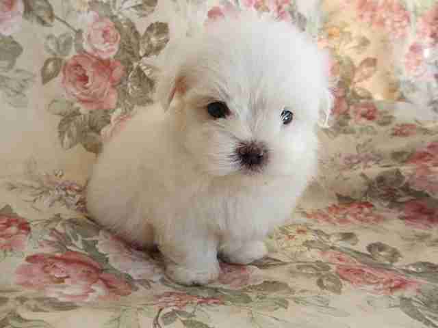 1番好きな犬の種類教えて