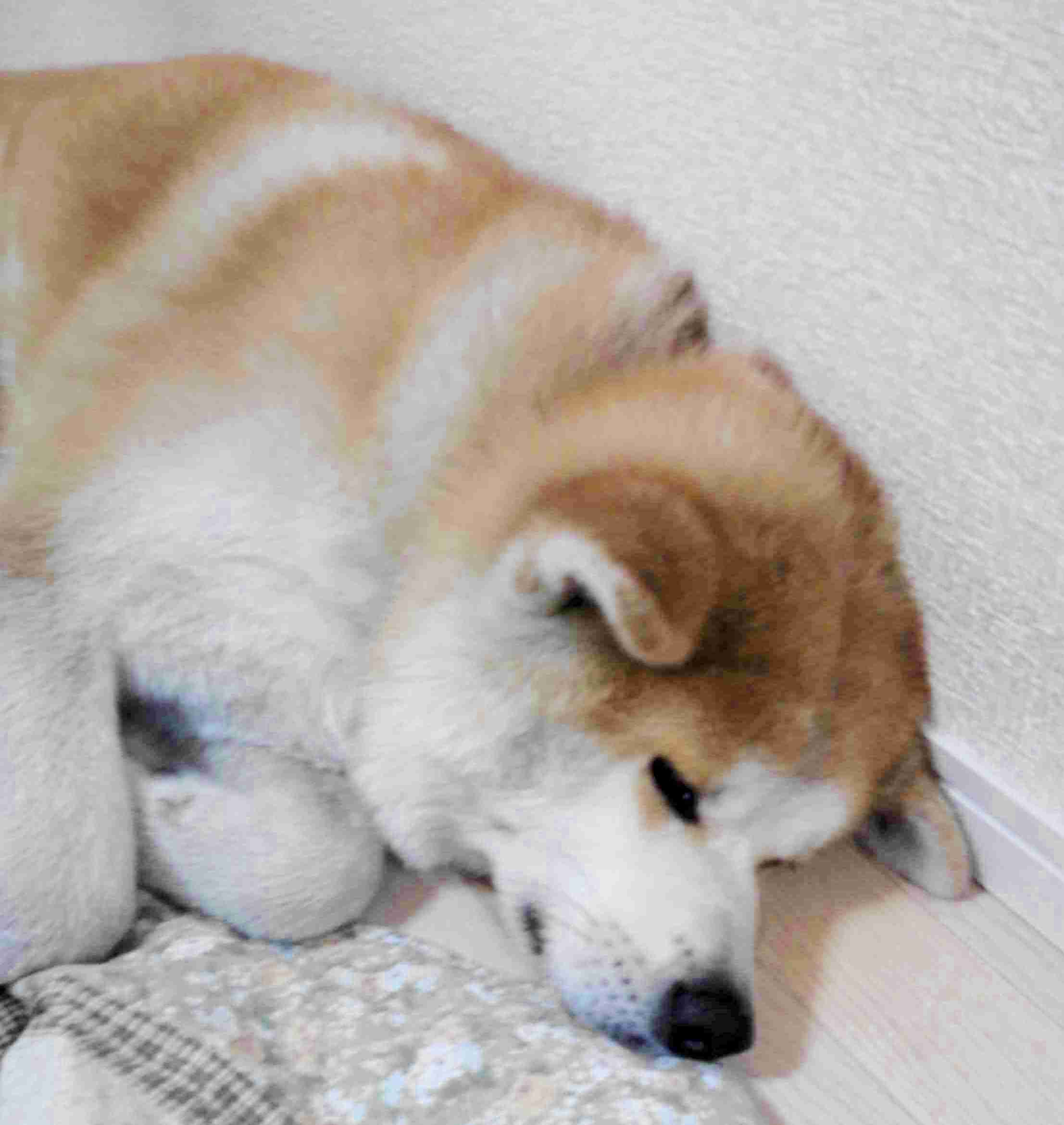 1番好きな犬の種類教えて