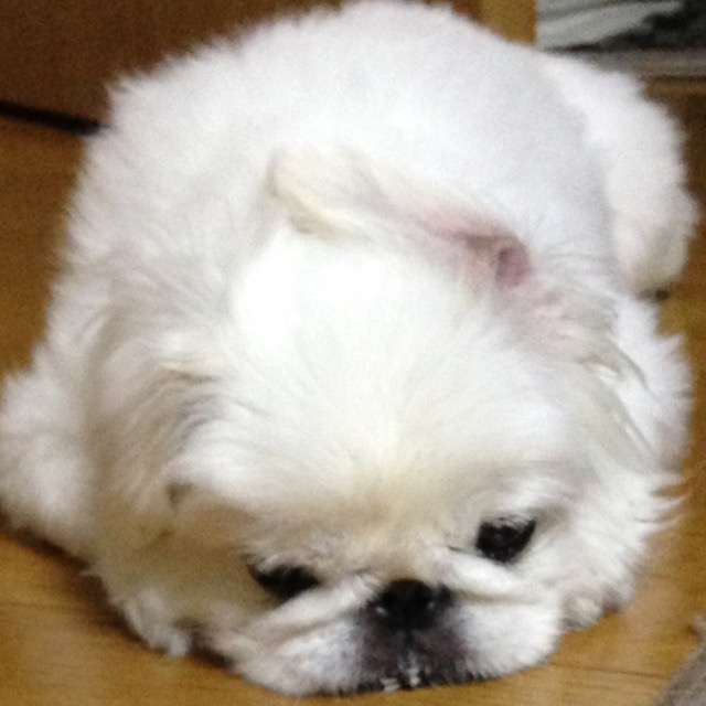 1番好きな犬の種類教えて