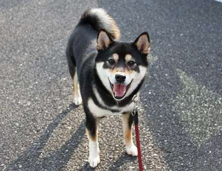 1番好きな犬の種類教えて